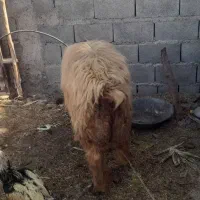 تعداد گوسفند  فروشی  فاریاب|حیوانات مزرعه|فاریاب, |دیوار