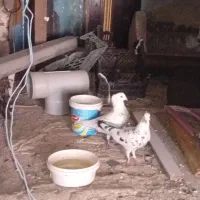 کفتر کبوتر|پرنده|نورآباد, |دیوار