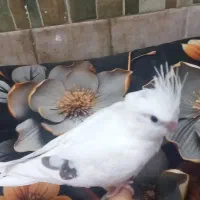 عروس هلندی البینو تک خال|پرنده|خرمشهر, |دیوار