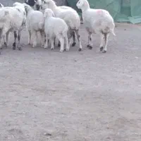 5عدد میش باغینی بره بزرگ و میش ها دوباره قوچ خورد|حیوانات مزرعه|کرمان, |دیوار