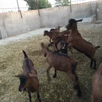 کارگر دامداری