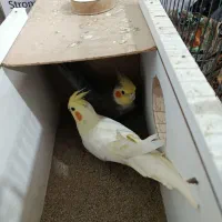 عروس هلندی جفت