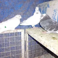 سلام سه عدد تهرانی|حیوانات|نظرآباد, احمد آباد|دیوار