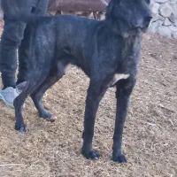 سگ سرابی|سگ|قم, پردیسان|دیوار