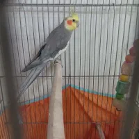 عروس هلندی مولد