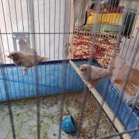 جفت فنچ کینگ اروپایی|پرنده|فسا, |دیوار