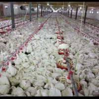 فروش مرغداری 9هزار قطعه/ تمام اتوماتیک|فروش دفتر صنعتی، کشاورزی، تجاری|ملایر, |دیوار