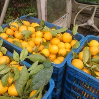 پرتقال خونی فعلا موجود ۱ تن