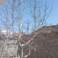 اجاره ویلا و باغ روستای سکنج(ماهان)