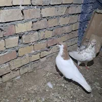 سده|پرنده|سبزوار, پیروزی|دیوار