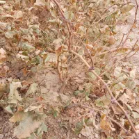 نهال انگور ریشه دار