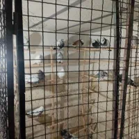 تعدادی کبوتر حدود ۳۰ یا۴۰ یجایی