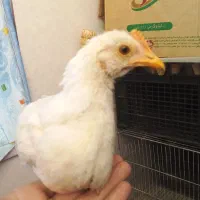 سه عدد جوجه ۳ماهه
