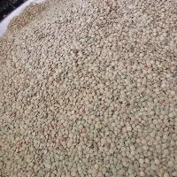 عدس محلی زود پز بوجاری شده منی 650