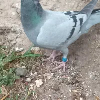 گبوترمسافتی|پرنده|مینودشت, |دیوار