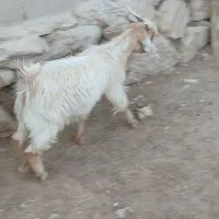 یه دونه کهره نر قیمت ۵۷۰۰