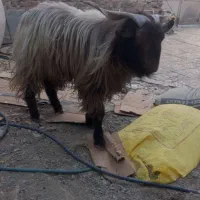 پاچن بز نر|حیوانات مزرعه|لادیز, |دیوار