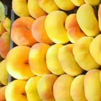 فروش نهال هلو انجیری عسلی