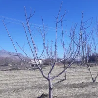 باغبانی ودرختکاری|خدمات باغبانی و درختکاری|خمین, |دیوار