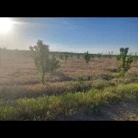 فروش زمین باغ