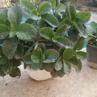 انواع گلهای طبیعی