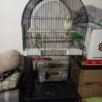 عروس هلندی نر لوتیتو