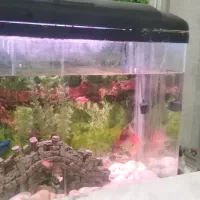 یک عد آکواریوم شرکتی با تمام وسایل