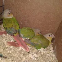 گرینچیک اناناسی|پرنده|مشهد, چهارچشمه|دیوار