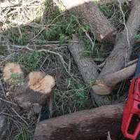 قطع درختان با اره برقی|خدمات باغبانی و درختکاری|ایرانشهر, |دیوار