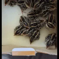 جوجه بلدرچین یک روزه