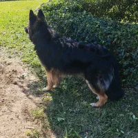 ژرمن شپرد کینگ