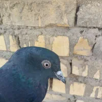 طوقی. زاغ|پرنده|حمیدیا, |دیوار