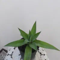 گل زیبا آگاو ، گل هدیه زنده ای که ماندگار است|گل و گیاه طبیعی|بسطام, |دیوار