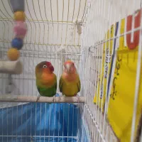 سه عدد طوطی برزیلی|پرنده|اشتهارد, |دیوار