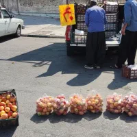 سیب روغنی فقط40هزار