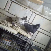 کبوتر نرو ماده|پرنده|ازنا, |دیوار