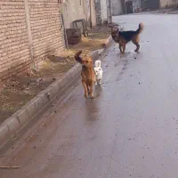 سگ ژرمن نر و ماده