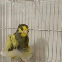 قناری نر، فر،|پرنده|تربت‌حیدریه, آبشار|دیوار