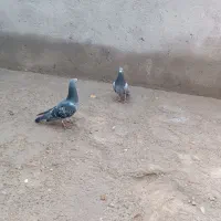 یک‌جفت‌کبوتر‌پلاکی‌|پرنده|بناب, |دیوار