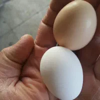 مرغ محلی تخمگذار|حیوانات مزرعه|قزوین, |دیوار