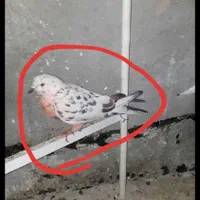کفتر گمشده یا رفته یا هرزی