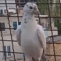 کفتر غریب گیری