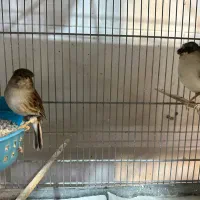 قناری گلاستر موزاییکی