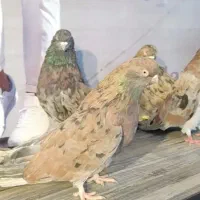 کبوتر جم سرور