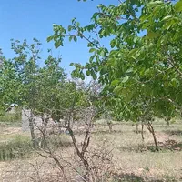 باغ بادرختان بادام مامایی و گردو ک همه بار بده هست|فروش خانه و ویلا|سامان, |دیوار