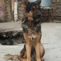 سگ ژرمن|سگ|نیشابور, دارایی|دیوار