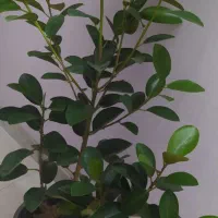 فیکوس جنگلی پر شاخه و برگ فقط 160