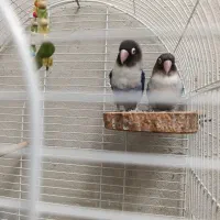 طوطی برزیلی مولد|پرنده|فردیس, نسترن غربی|دیوار