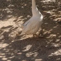 دوعدد  قو غاز به فروش میرسد