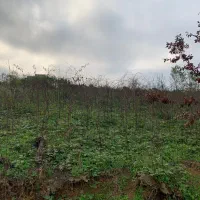 بهشت|فروش زمین و ملک کلنگی|اطاقور, |دیوار